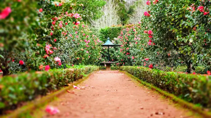 Garden path with trimmed shrubs