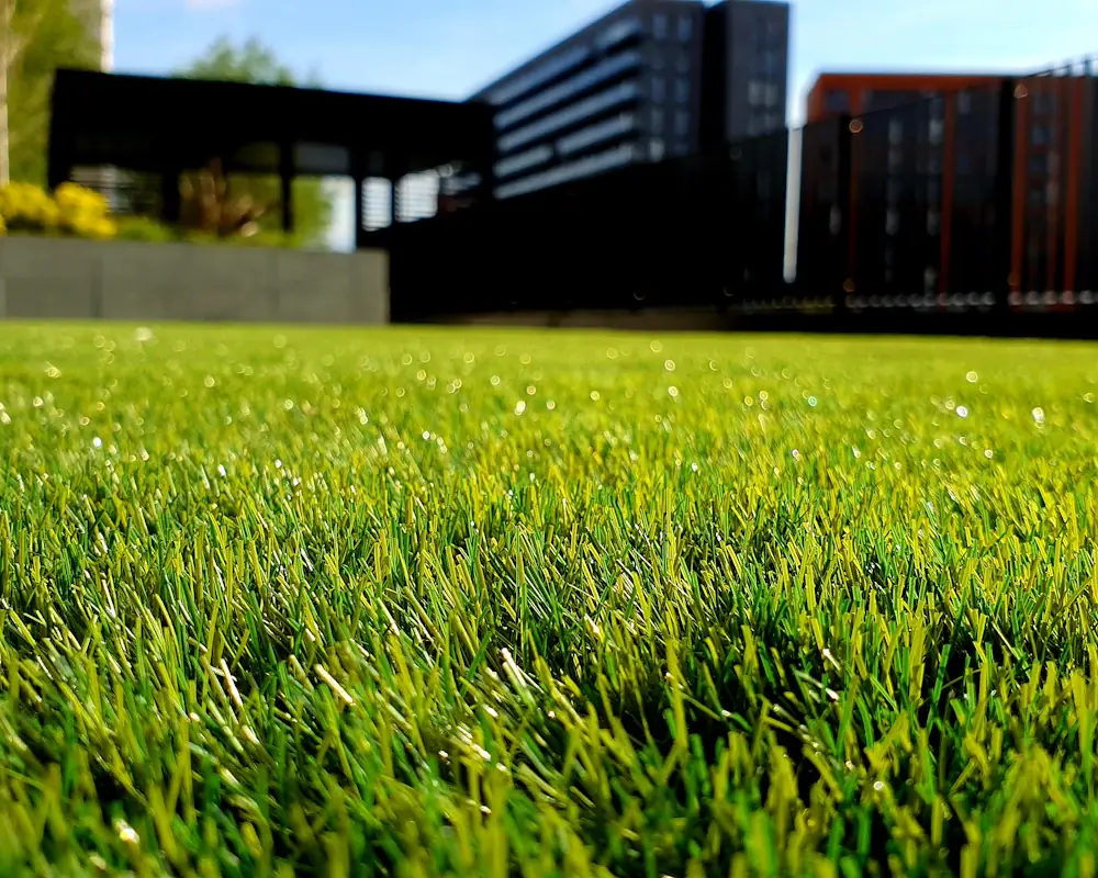 Freshly mowed lawn (after)